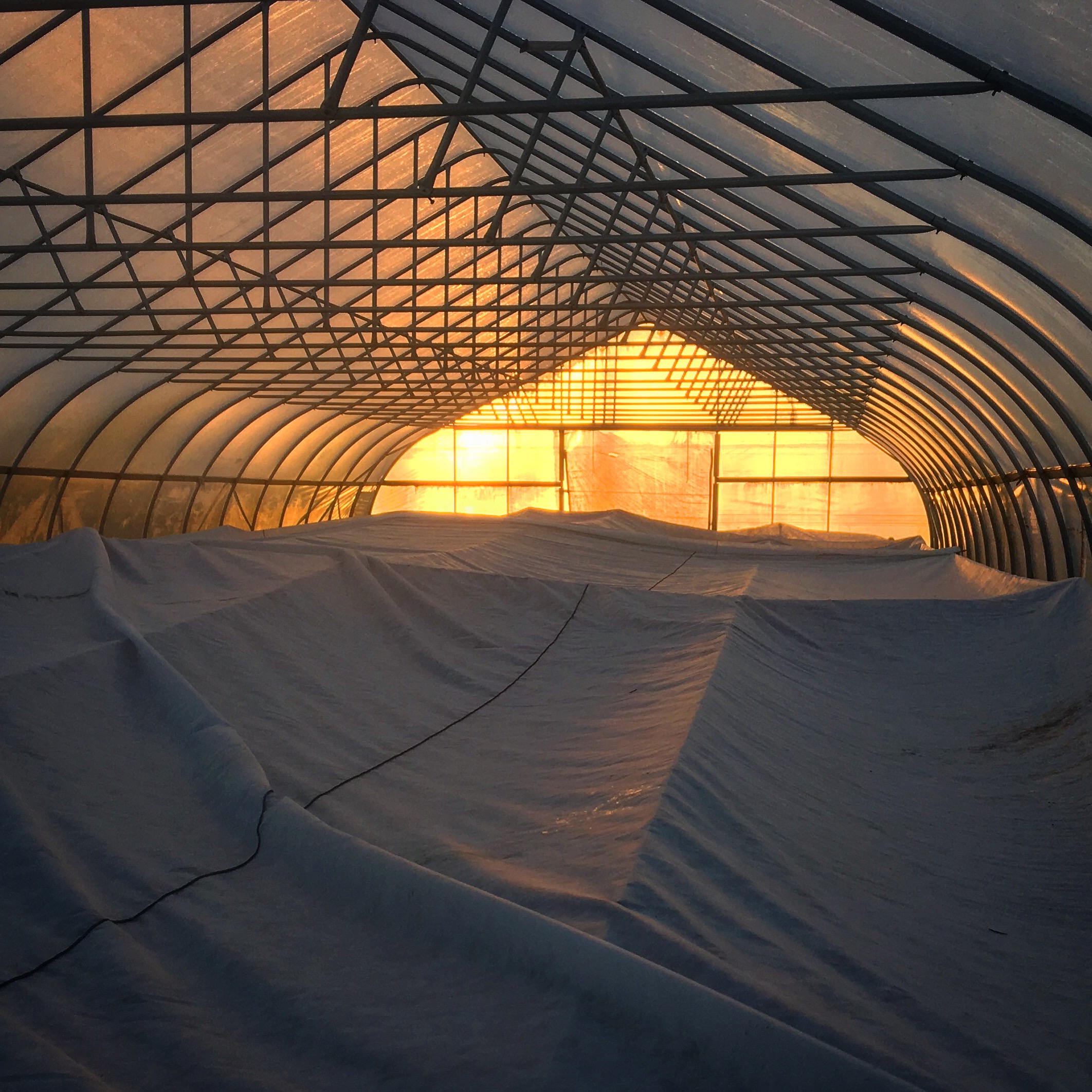inside-hoop-house-sunset